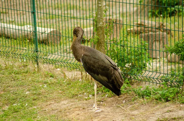 Çiftlikte Veya Hayvanat Bahçesinde Bir Kuş — Stok fotoğraf