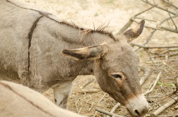 Donkeys Farm Animal brown color close up cute funny pets (O burro ou burro, Equus africanus asinus é um membro domesticado da família de equídeos ou cavalos ) — Fotografia de Stock