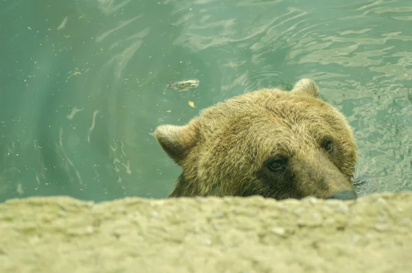 Urso flutuante arranhões cabeça — Fotografia de Stock
