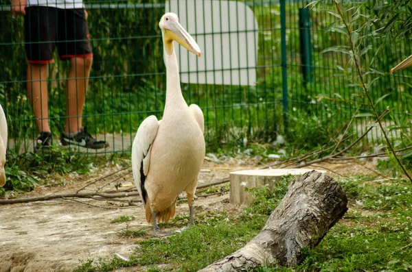 Pelicanos na gaiola — Fotografia de Stock