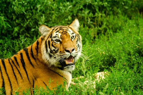 Una tigre che rosicchia la carne — Foto Stock