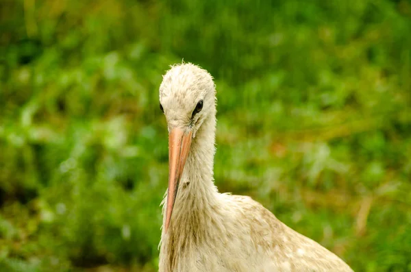 Beautiful White Heron Green Grass — Stock Photo, Image