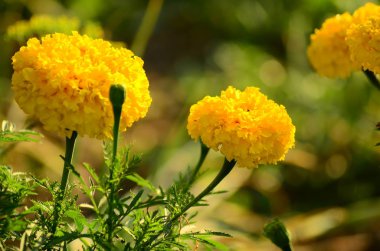 Sarı karanfil çiçek.güzel karanfil çiçek , arka planda çiçeklenme karanfil çiçek.