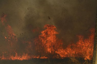 Bataklık dere kıyı bölgesi, Liana aşırı büyüme yangından güçlü duman. Kuru sazlık bahar yangınları tehlikeli nehir tarafından köy evler yaklaşım sazlık, Kuru Çim Temizleme alanları. Doğal felaket