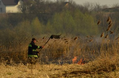 Bataklık dere kıyı bölgesi, Liana aşırı büyüme yangından güçlü duman. Kuru sazlık bahar yangınları tehlikeli nehir tarafından köy evler yaklaşım sazlık, Kuru Çim Temizleme alanları. Doğal felaket