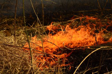 Bataklık dere kıyı bölgesi, Liana aşırı büyüme yangından güçlü duman. Kuru sazlık bahar yangınları tehlikeli nehir tarafından köy evler yaklaşım sazlık, Kuru Çim Temizleme alanları. Doğal felaket