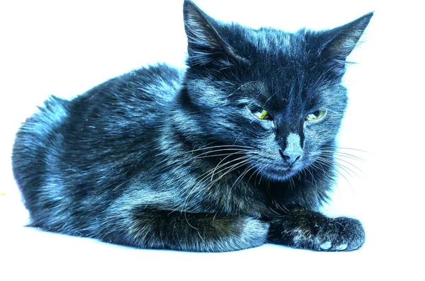 Retrato de gato azul russo isolado em branco  . — Fotografia de Stock