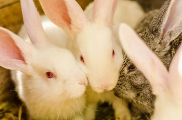 Nourrir les lapins à la ferme animale dans une cabane à lapins . — Photo