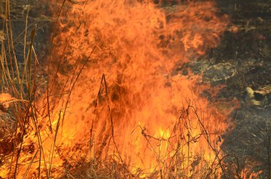 Bataklık dere kıyı bölgesi, Liana aşırı büyüme yangından güçlü duman. Kuru sazlık bahar yangınları tehlikeli nehir tarafından köy evler yaklaşım sazlık, Kuru Çim Temizleme alanları. Doğal felaket