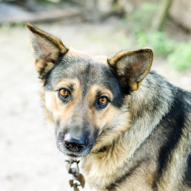 Köpek dışarıda gülümsüyor.