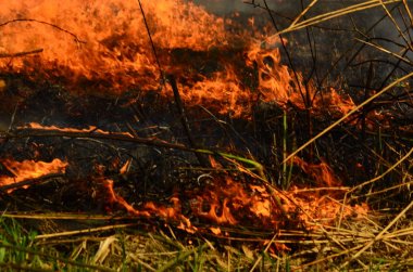 Bataklık dere kıyı bölgesi, Liana aşırı büyüme yangından güçlü duman. Kuru sazlık bahar yangınları tehlikeli nehir tarafından köy evler yaklaşım sazlık, Kuru Çim Temizleme alanları. Doğal felaket