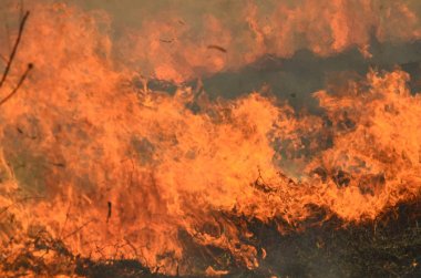 Bataklık dere kıyı bölgesi, Liana aşırı büyüme yangından güçlü duman. Kuru sazlık bahar yangınları tehlikeli nehir tarafından köy evler yaklaşım sazlık, Kuru Çim Temizleme alanları. Doğal felaket
