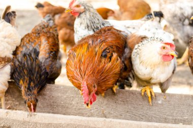 kahverengi tavuk yemlik yemek.