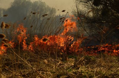Bataklık dere kıyı bölgesi, Liana aşırı büyüme yangından güçlü duman. Kuru sazlık bahar yangınları tehlikeli nehir tarafından köy evler yaklaşım sazlık, Kuru Çim Temizleme alanları. Doğal felaket