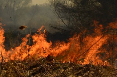 Bataklık dere kıyı bölgesi, Liana aşırı büyüme yangından güçlü duman. Kuru sazlık bahar yangınları tehlikeli nehir tarafından köy evler yaklaşım sazlık, Kuru Çim Temizleme alanları. Doğal felaket