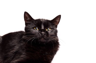 Kara kedi oturan ve üzerinde beyaz izole kamera bakıyor.