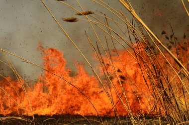 Bataklık dere kıyı bölgesi, Liana aşırı büyüme yangından güçlü duman. Kuru sazlık bahar yangınları tehlikeli nehir tarafından köy evler yaklaşım sazlık, Kuru Çim Temizleme alanları. Doğal felaket