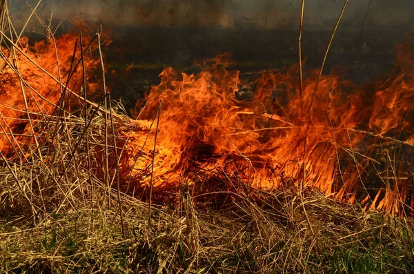 Παράκτια ζώνη του βάλτου Κρικ, ισχυρός καπνός από τη φωτιά της υπερανάπτυξης. Οι ανοιξιάτικες φωτιές των ξηρών καλαμιών προσεγγίζουν τα σπίτια του χωριού από τον ποταμό καθαρίζοντας χωράφια από καλάμια, ξηρό γρασίδι. Φυσική καταστροφή — Φωτογραφία Αρχείου