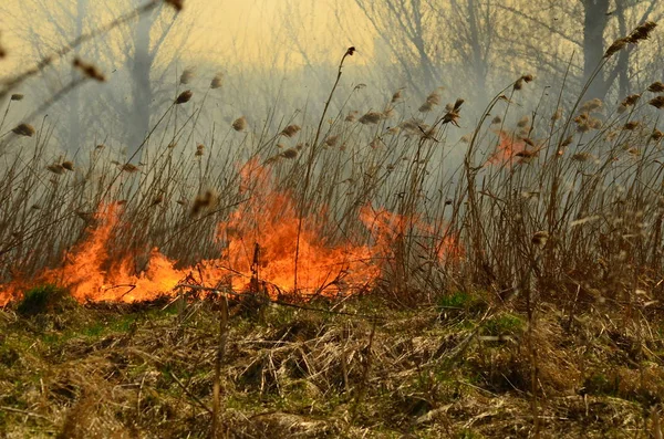 Bataklık dere kıyı bölgesi, Liana aşırı büyüme yangından güçlü duman. Kuru sazlık bahar yangınları tehlikeli nehir tarafından köy evler yaklaşım sazlık, Kuru Çim Temizleme alanları. Doğal felaket
