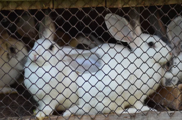 White rabbits in a cage