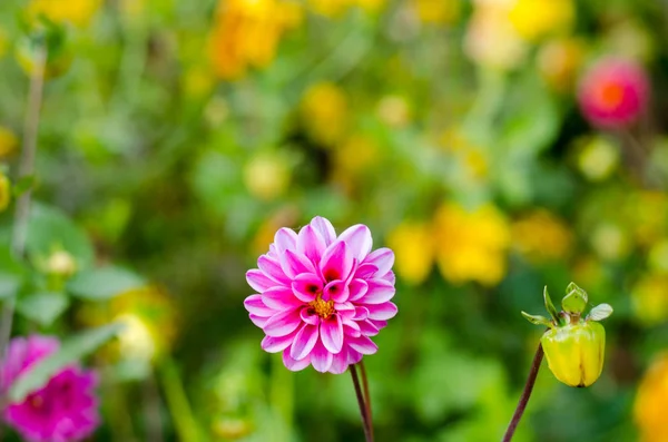 Belles Fleurs Jardin Gros Plan — Photo