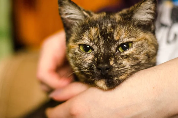 Cat thai animal portrait.