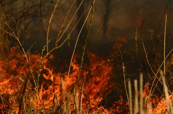 Zone côtière du ruisseau marais, forte fumée provenant du feu de végétation de lianes. Les feux printaniers des roseaux secs approchent dangereusement les maisons du village par la rivière Nettoyage des champs des roseaux, l'herbe sèche. Catastrophe naturelle — Photo