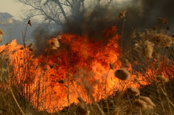 Küstenzone des Sumpfbaches, starker Rauch aus dem Feuer des Lianenbewuchses. Frühlingsfeuer aus trockenem Schilf nähern sich den Häusern des Dorfes gefährlich durch Flussreinigung von Schilfflächen, trockenem Gras. Naturkatastrophe — Stockfoto