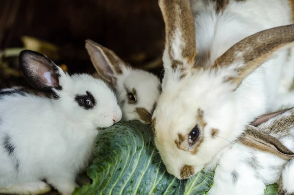 Śliczne Baby Rabbit Zbliżenie — Zdjęcie stockowe