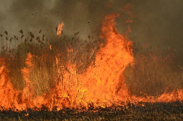 Kustzone van Marsh Creek, sterke rook uit brand van Liana begroeiing. Spring vuren van droge rieten naderen gevaarlijk huizen van dorp door rivier schoonmaken velden van riet, droog gras. Natuurramp — Stockfoto