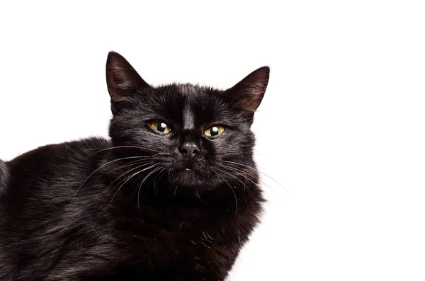 Black Cat sentado e olhando para a câmera, isolado em branco . — Fotografia de Stock