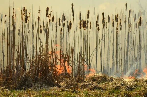 Strefa przybrzeżna Bagno Creek, silny dym z ognia z Liana przerost. Wiosną pożary suchych stroiki niebezpiecznie podejść do domów wsi przez rzekę czyszczenie pola stroiki, suchej trawy. Klęska żywiołowa — Zdjęcie stockowe