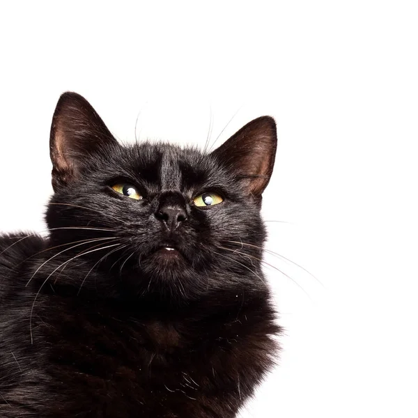 Black Cat sentado e olhando para a câmera, isolado em branco . — Fotografia de Stock