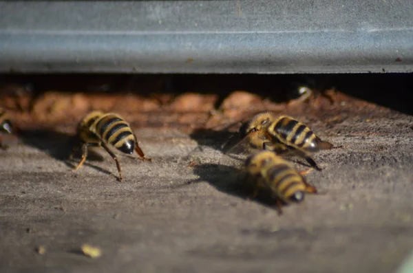 Enjambre de abejas frente a una casa de abejas — Foto de Stock