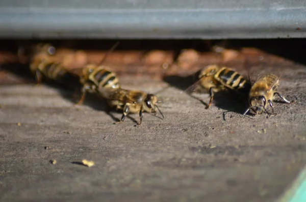 Enjambre de abejas frente a una casa de abejas — Foto de Stock