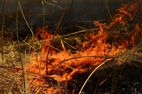 Παράκτια ζώνη του βάλτου Κρικ, ισχυρός καπνός από τη φωτιά της υπερανάπτυξης. Οι ανοιξιάτικες φωτιές των ξηρών καλαμιών προσεγγίζουν τα σπίτια του χωριού από τον ποταμό καθαρίζοντας χωράφια από καλάμια, ξηρό γρασίδι. Φυσική καταστροφή — Φωτογραφία Αρχείου