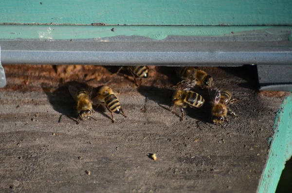 Σμήνος μελισσών μπροστά από μια μέλισσα-σπίτι — Φωτογραφία Αρχείου