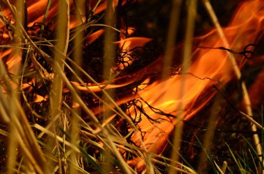 Bataklık dere kıyı bölgesi, Liana aşırı büyüme yangından güçlü duman. Kuru sazlık bahar yangınları tehlikeli nehir tarafından köy evler yaklaşım sazlık, Kuru Çim Temizleme alanları. Doğal felaket