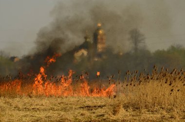 Bataklık dere kıyı bölgesi, Liana aşırı büyüme yangından güçlü duman. Kuru sazlık bahar yangınları tehlikeli nehir tarafından köy evler yaklaşım sazlık, Kuru Çim Temizleme alanları. Doğal felaket