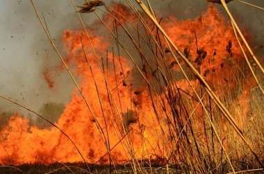 Bataklık dere kıyı bölgesi, Liana aşırı büyüme yangından güçlü duman. Kuru sazlık bahar yangınları tehlikeli nehir tarafından köy evler yaklaşım sazlık, Kuru Çim Temizleme alanları. Doğal felaket