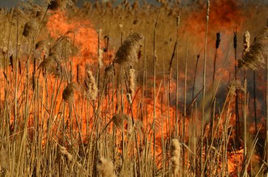 Bataklık dere kıyı bölgesi, Liana aşırı büyüme yangından güçlü duman. Kuru sazlık bahar yangınları tehlikeli nehir tarafından köy evler yaklaşım sazlık, Kuru Çim Temizleme alanları. Doğal felaket