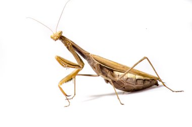 göçebe keman mantis, beyaz arka plan önünde gongylus gongylodes