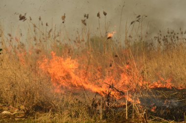 Bataklık dere kıyı bölgesi, Liana aşırı büyüme yangından güçlü duman. Kuru sazlık bahar yangınları tehlikeli nehir tarafından köy evler yaklaşım sazlık, Kuru Çim Temizleme alanları. Doğal felaket