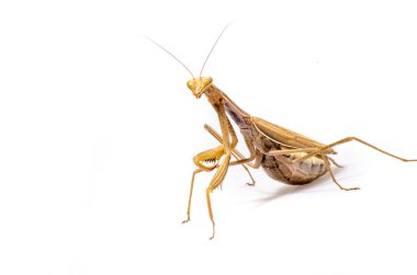 göçebe keman mantis, beyaz arka plan önünde gongylus gongylodes
