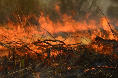 Bataklık dere kıyı bölgesi, Liana aşırı büyüme yangından güçlü duman. Kuru sazlık bahar yangınları tehlikeli nehir tarafından köy evler yaklaşım sazlık, Kuru Çim Temizleme alanları. Doğal felaket