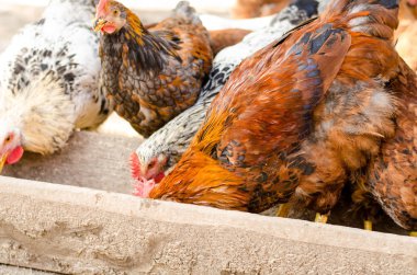 kahverengi tavuk yemlik yemek.