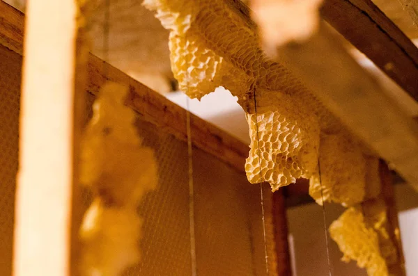 Nahaufnahme von Bienen auf Bienenwaben im Bienenhaus - selektiver Fokus, Kopierraum — Stockfoto