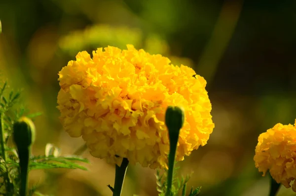 Yellow carnation flower.beautiful carnation flower , Blooming carnation flower on background.