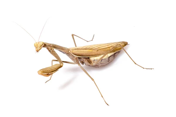 Wandering Violin Mantis, Gongylus gongylodes, in front of white background — Stock Photo, Image