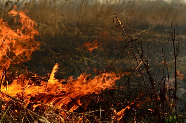 Zona costera de arroyo pantano, fuerte humo del fuego de liana sobre crecimiento. Los fuegos primaverales de las cañas secas se acercan peligrosamente a las casas del pueblo por el río Los campos de limpieza de las cañas, la hierba seca. Desastre natural — Foto de Stock